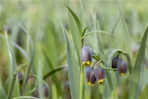 Michailowskys Kiebitzei - Fritillaria michailowskyi