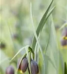 Michailowskys Kiebitzei - Fritillaria michailowskyi