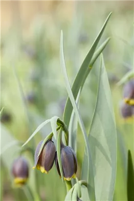 Michailowskys Kiebitzei - Fritillaria michailowskyi