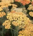 Garten-Schaf-Garbe - Achillea millefolium 'Terracotta'