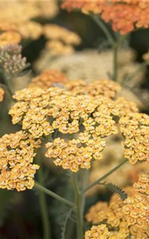 Achillea millefolium 'Terracotta'