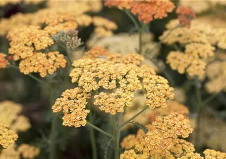 Achillea millefolium 'Terracotta' - Garten-Schaf-Garbe