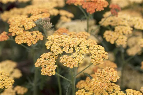 Garten-Schaf-Garbe - Achillea millefolium 'Terracotta'