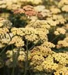 Garten-Schaf-Garbe - Achillea millefolium 'Terracotta'