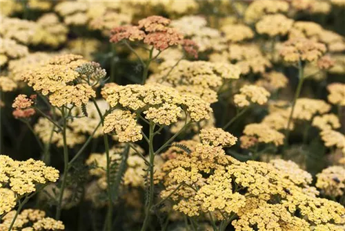 Garten-Schaf-Garbe - Achillea millefolium 'Terracotta'