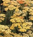 Garten-Schaf-Garbe - Achillea millefolium 'Terracotta'