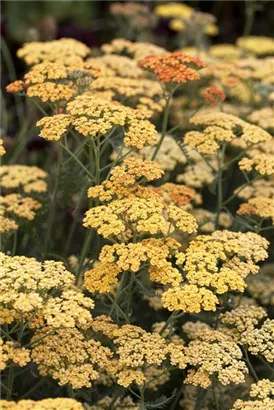 Garten-Schaf-Garbe - Achillea millefolium 'Terracotta'