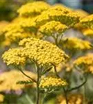 Garten-Schaf-Garbe - Achillea millefolium 'Terracotta'