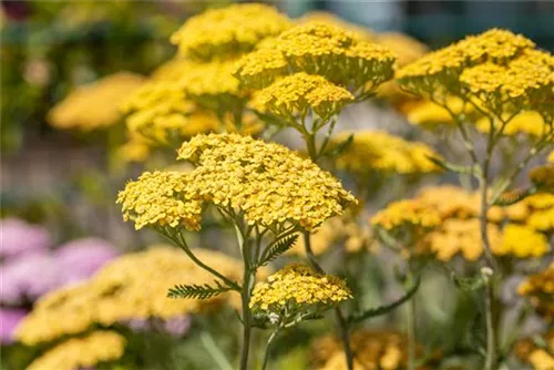 Garten-Schaf-Garbe - Achillea millefolium 'Terracotta'