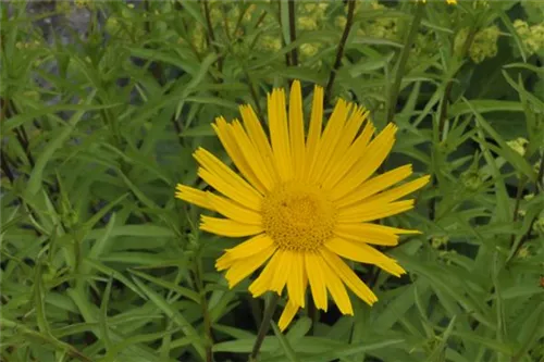 Rindsauge - Buphthalmum salicifolium