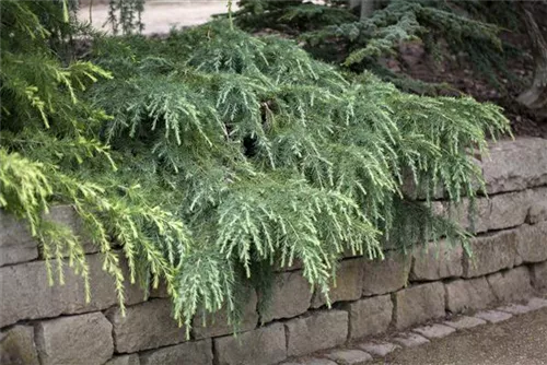 Himalaya-Zeder 'Feeling Blue' - Cedrus deodara 'Feeling Blue'