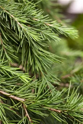 Himalaya-Zeder 'Feeling Blue' - Cedrus deodara 'Feeling Blue'