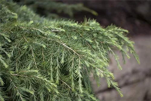 Himalaya-Zeder 'Feeling Blue' - Cedrus deodara 'Feeling Blue'