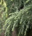 Himalaya-Zeder 'Feeling Blue' - Cedrus deodara 'Feeling Blue'