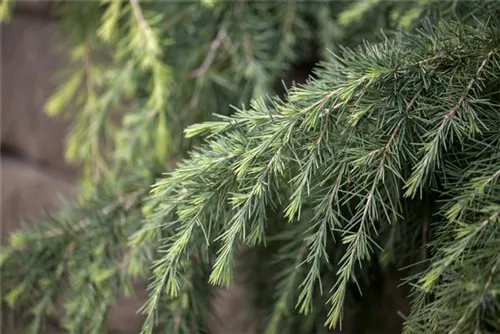 Himalaya-Zeder 'Feeling Blue' - Cedrus deodara 'Feeling Blue'