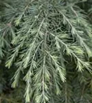 Himalaya-Zeder 'Feeling Blue' - Cedrus deodara 'Feeling Blue'