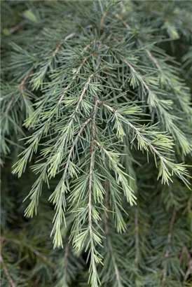 Himalaya-Zeder 'Feeling Blue' - Cedrus deodara 'Feeling Blue'