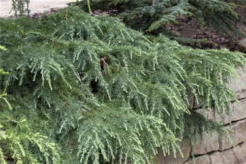 Himalaya-Zeder 'Feeling Blue' - Cedrus deodara 'Feeling Blue'