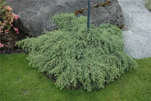 Himalaya-Zeder 'Feeling Blue' - Cedrus deodara 'Feeling Blue'