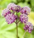 Garten-Sterndolde - Astrantia major 'Primadonna'