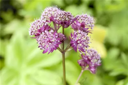 Garten-Sterndolde - Astrantia major 'Primadonna'