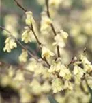 Niedrige Scheinhasel - Corylopsis pauciflora