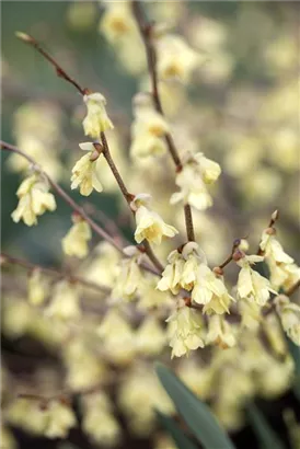 Niedrige Scheinhasel - Corylopsis pauciflora