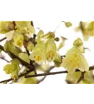 Niedrige Scheinhasel - Corylopsis pauciflora