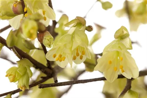 Niedrige Scheinhasel - Corylopsis pauciflora