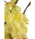 Niedrige Scheinhasel - Corylopsis pauciflora