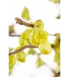 Niedrige Scheinhasel - Corylopsis pauciflora