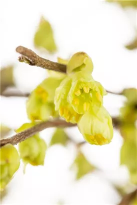 Niedrige Scheinhasel - Corylopsis pauciflora