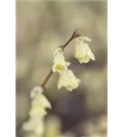 Niedrige Scheinhasel - Corylopsis pauciflora