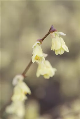 Niedrige Scheinhasel - Corylopsis pauciflora