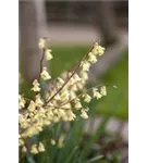 Niedrige Scheinhasel - Corylopsis pauciflora