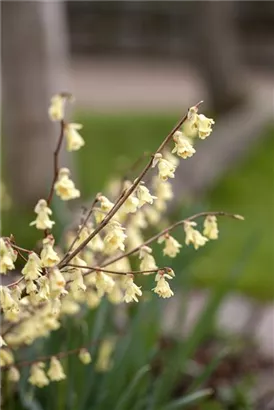 Niedrige Scheinhasel - Corylopsis pauciflora