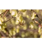 Niedrige Scheinhasel - Corylopsis pauciflora