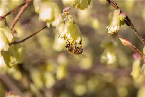 Niedrige Scheinhasel - Corylopsis pauciflora