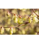 Niedrige Scheinhasel - Corylopsis pauciflora