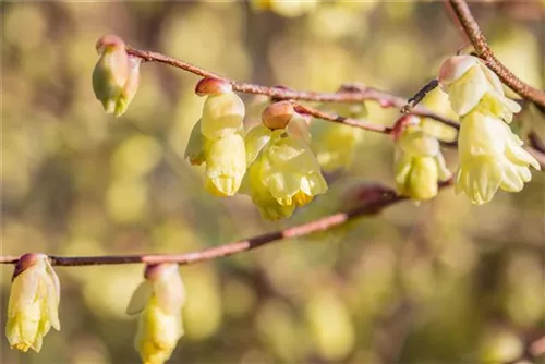 Niedrige Scheinhasel - Corylopsis pauciflora