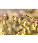 Niedrige Scheinhasel - Corylopsis pauciflora