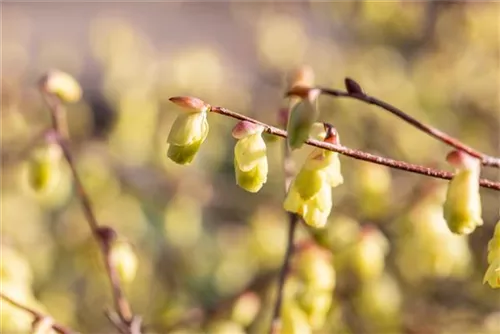 Niedrige Scheinhasel - Corylopsis pauciflora