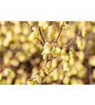 Niedrige Scheinhasel - Corylopsis pauciflora