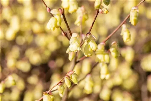 Niedrige Scheinhasel - Corylopsis pauciflora