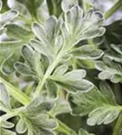 Echter Wermut - Artemisia absinthium