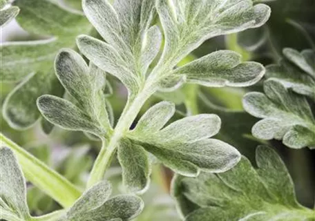 Artemisia absinthium - Echter Wermut