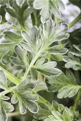 Echter Wermut - Artemisia absinthium