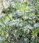 Gewöhnlicher Beifuß - Artemisia vulgaris