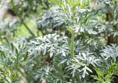 Artemisia vulgaris - Gewöhnlicher Beifuß