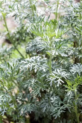 Gewöhnlicher Beifuß - Artemisia vulgaris